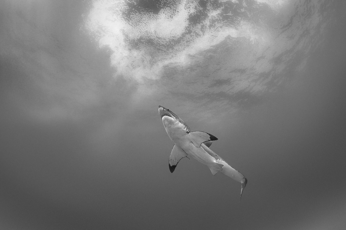 Chris Fallows