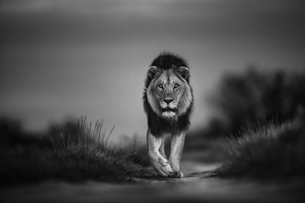 Warrior