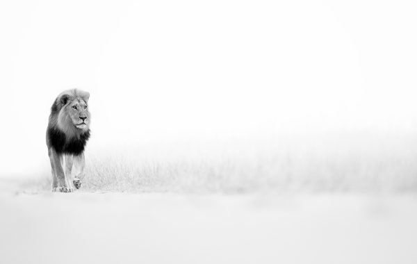 Destiny
